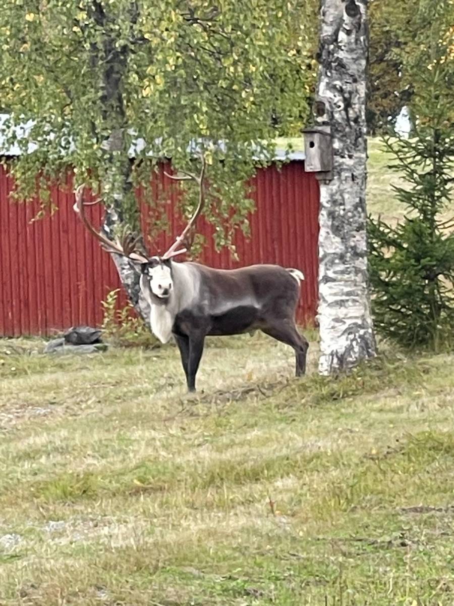 wildnis_huette_lappland_2025_gaestehaus_27