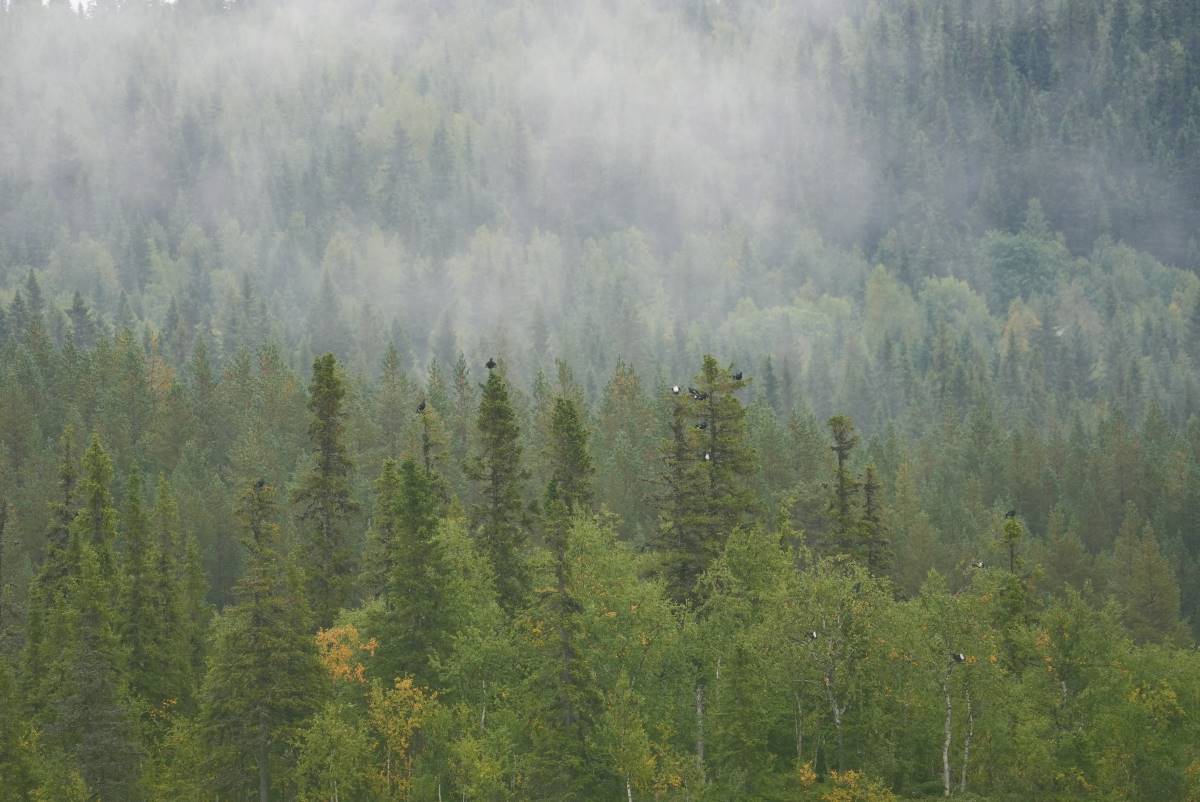 wildnis_huette_lappland_2025_nordlicht_04